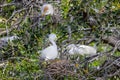 Snowy Egrets Building Their Nest With A Cattle Egret On Her Nest Watching From Above