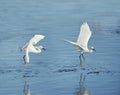 Snowy Egrets in flight over lake Royalty Free Stock Photo