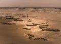 Shore Birds Bathed in Golden Sunlight