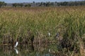 Snowy Egrets and herons dot the beautiful landscape of the Everglades Royalty Free Stock Photo