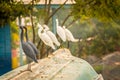 Snowy Egrets and Little Blue Herons