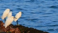 Snowy Egrets