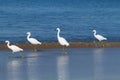 Snowy egrets strolling along shoreline