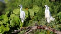 Snowy Egrets