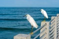 Snowy Egrets