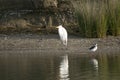 Snowy egrett an her reflect in the lake Royalty Free Stock Photo
