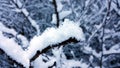 Winter close up Royalty Free Stock Photo