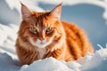 Snowy Elegance: Regal Red Cat