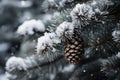 the snowy elegance of a silver pine branch