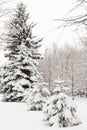 A snowy evergreen tree in the open air. Preparation for decorating evergreen trees with Christmas decor. Winter Royalty Free Stock Photo