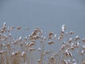 Snowy February day, reeds against the backdrop of a calm lake