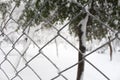 Snowy Fence