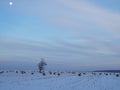 Snowy field with bales of hay and a lone tree at dusk with moon in the sky