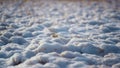 Snowy field dry grass frosty winter day close up. Thin weed stick out from snow. Royalty Free Stock Photo