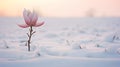 Lonely Magnolia: Meditative Visual Storytelling On A Snowy Field