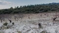 Snowy field filled with dead rotten ?Lmond trees winter windy day