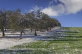 Snowy field with olive grove and unripe wheat. Between Apulia and Basilicata: rural winter landscape with snow dominated by cloud Royalty Free Stock Photo