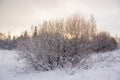 Snowy field at sunset in winter. Beautiful sky. The sky before the snow. Gray sky and sun. Evening sun Winter sunset Royalty Free Stock Photo