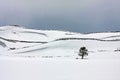 Snowy field tree