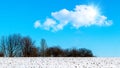 Snowy field with trees in the distance on a clear sunny winter day Royalty Free Stock Photo