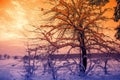Snowy field with trees at sunset Royalty Free Stock Photo