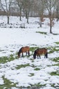 a snowy field with two autochthonous wild horses from the North of Portugal called \