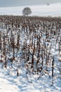 A snowy field with wilted sunflower plants