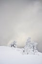 Snowy fields and firs, winter in the Vosges, France. Royalty Free Stock Photo