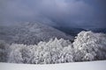 Snowy fields, trees , winter in the Vosges, France.