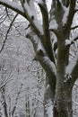 Snowy, figure the trunk of the tree against the snowy branches.