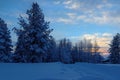Snowy fir on background of sunset, village Malye Karely, Arkhangelsk region, Russia Royalty Free Stock Photo