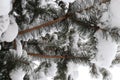 Snowy Fir Branch Needles