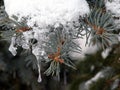 Snowy fir tree branch in winter, Lithuania Royalty Free Stock Photo