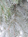 Snowy fir tree branches, Lithuania Royalty Free Stock Photo