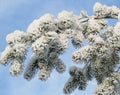 Snowy fir tree branches, Lithuania Royalty Free Stock Photo