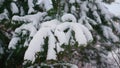 Snowy fir tree branches under layer soft snowflakes closeup. Spruce covered snow Royalty Free Stock Photo