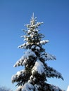 Snowy fir tree , Lithuania Royalty Free Stock Photo