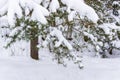 Snowy fIr tree in snow drift