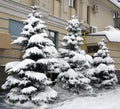 Snowy fir trees