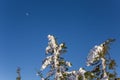 Fir Trees full of snow with the moon in the background