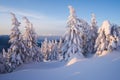 Snowy fir trees in the mountain forest Royalty Free Stock Photo