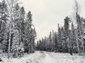 Snowy fir trees by the snowy white forest on cloudy day after snowfall. Road through the winter forest