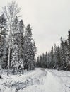 Snowy fir trees by the snowy white forest on cloudy day after snowfall. Road through the winter forest