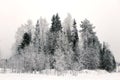 Snowy fir trees in winter forest. Winter landscape. Frosrty day.