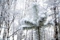 Winter snowy forest. tree with green needles all in the snow.