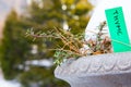 A snowy flower pot with thyme growing in winter