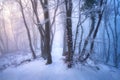 Snowy foggy forest at sunset. Winter landscape with trees in snow Royalty Free Stock Photo