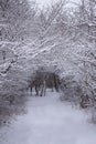 Snowy foot path track through wood with trees covered by snow Royalty Free Stock Photo