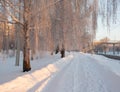 Snowy footpath along birch alley at sunrise