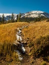 Snowy Footpath Through Autumn Grasses Royalty Free Stock Photo